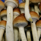 Psychedelic, or magic, mushrooms on display in a grow room at a farm in the Netherlands.